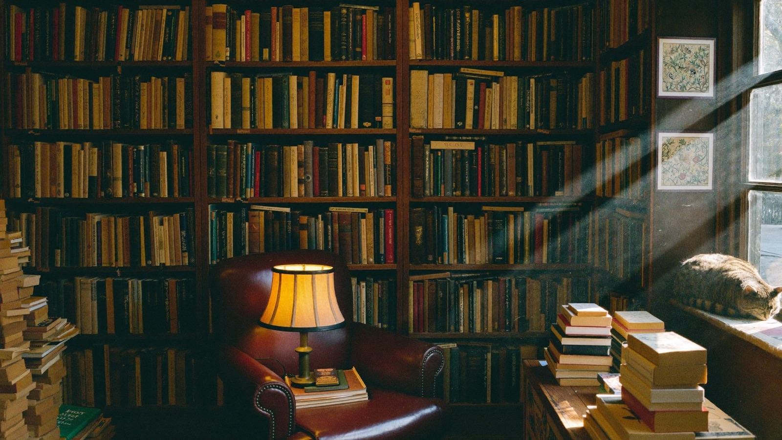 Inside Foxglove Books at lamplight: warm shelves, a worn armchair, and a tabby cat asleep on the windowsill